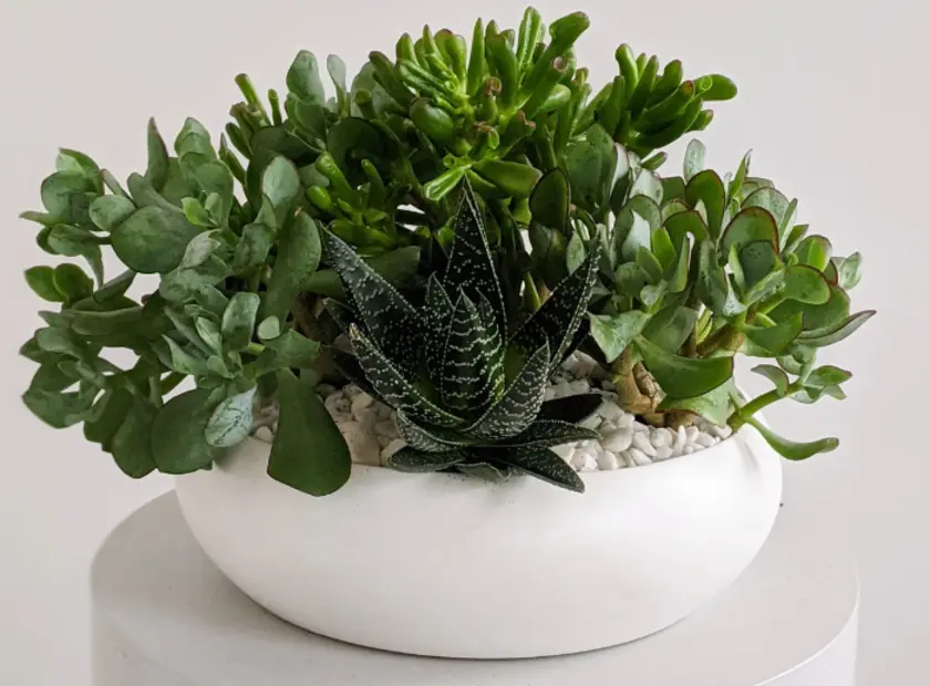 Succulent Plants