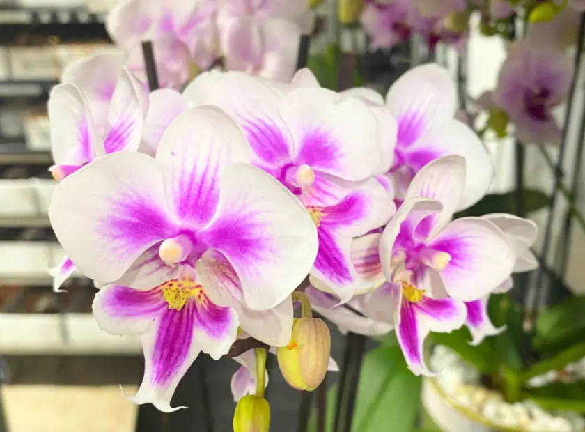 Williamstown Florists Melbourne