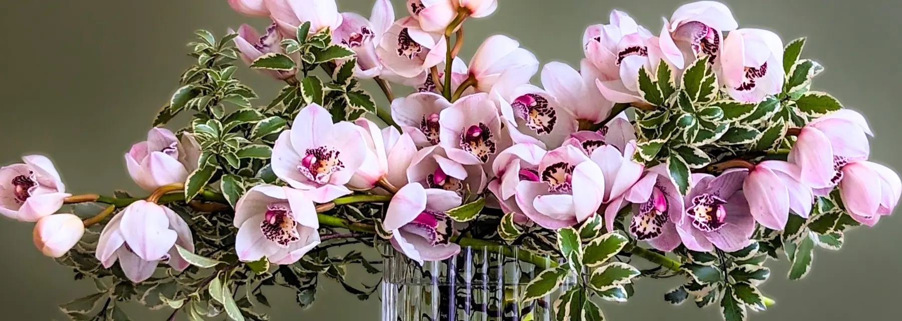 Flowers, plants & gift hampers Winter's most beautiful blooms