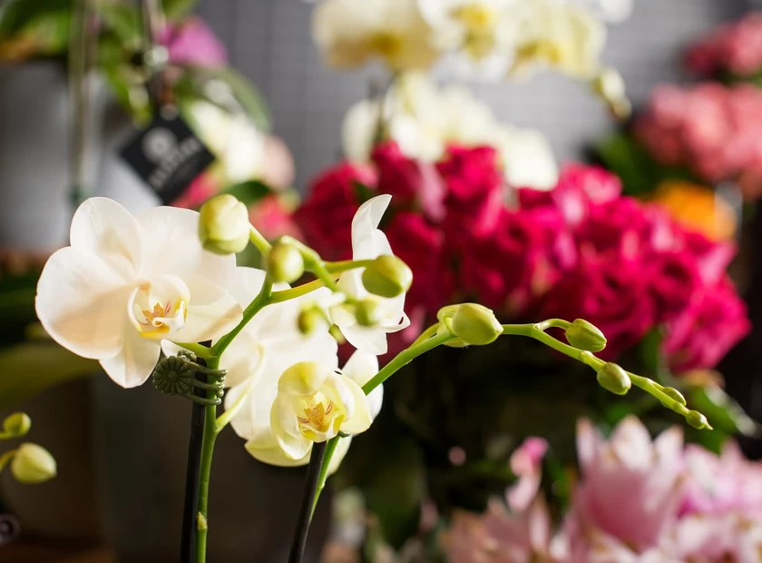 Caring For Your Phalaenopsis Orchid Plant