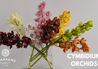 Cymbidium Orchids in Winter