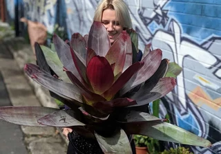 Massive Plant & Flower Sale!