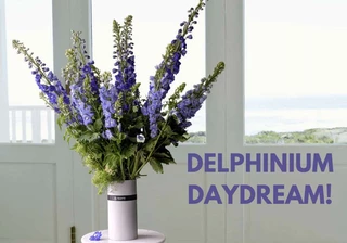 Delphinium Daydream