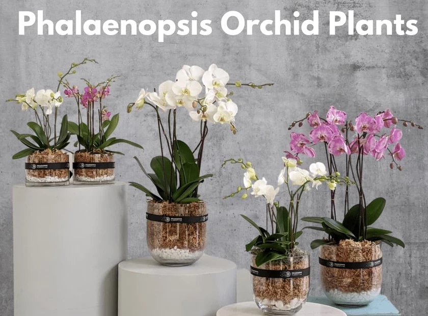 Phalaenopsis Orchid Plants