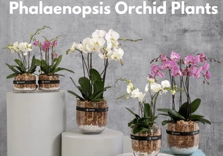 Phalaenopsis Orchid Plants