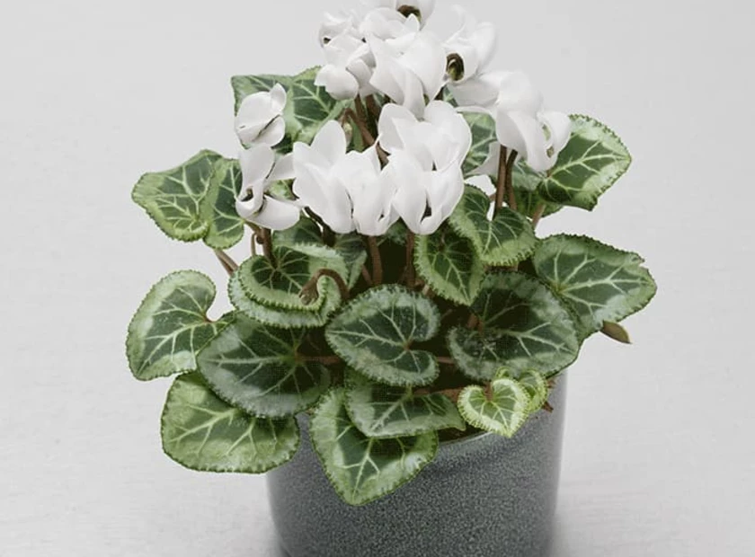 Cyclamen