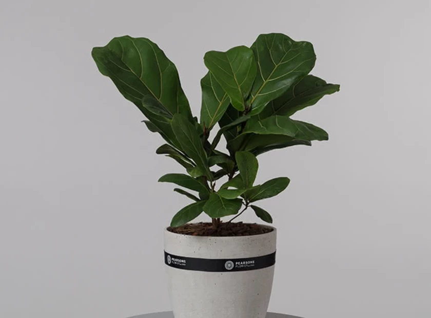 Ficus Lyrata