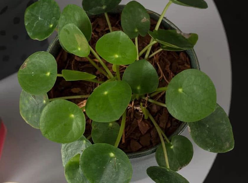 Pilea