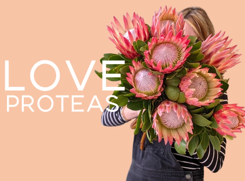 Proteas - The Royalty of the Flower World