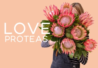 Proteas - The Royalty of the Flower World