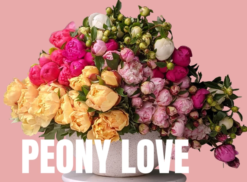 Peony LOVE!