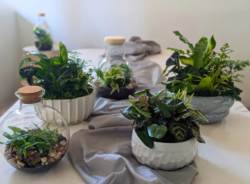 Terrarium & Indoor Garden Care Guide