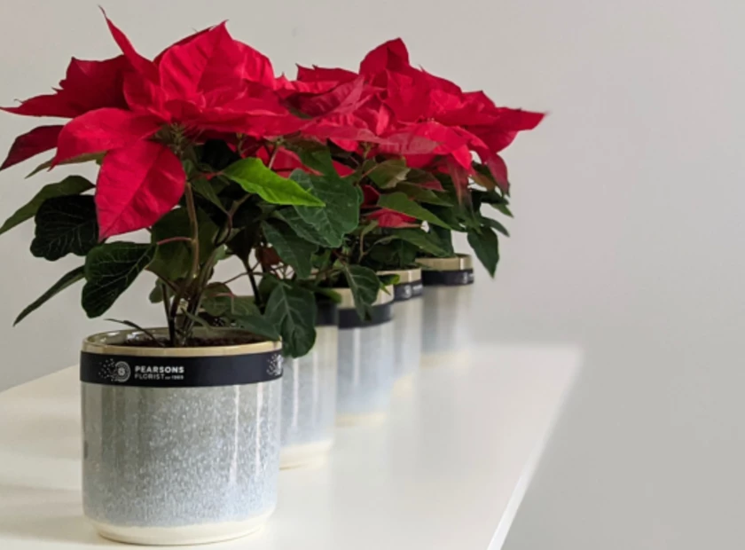 Poinsettia Plant Care Guide