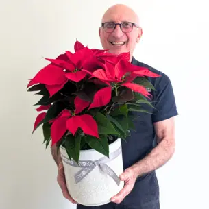 Festive Poinsettia Plant