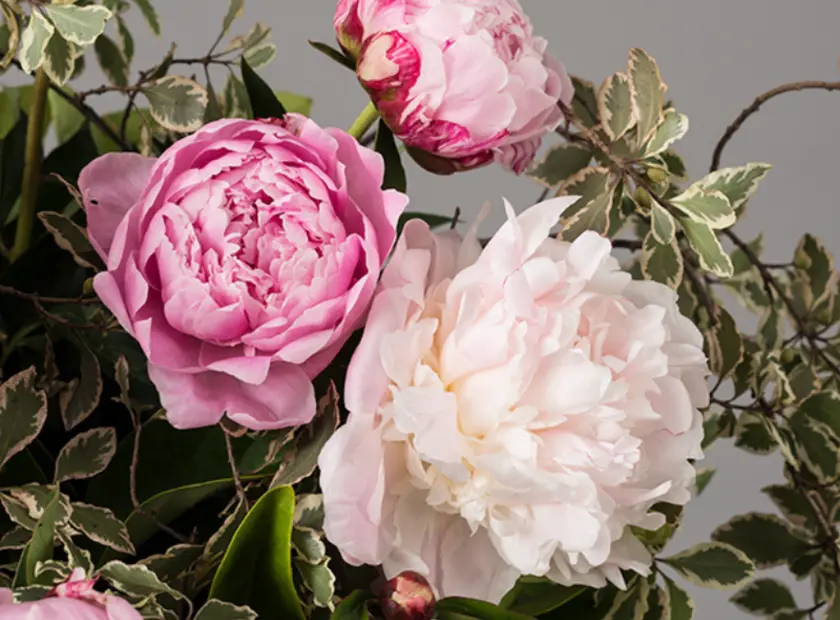 The Enchanting Peonies of Spring: A Floral Delight