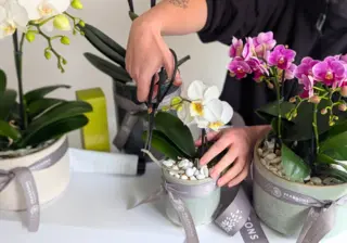 Phalaenopsis Orchids: The Perfect Gift for Every Occasion