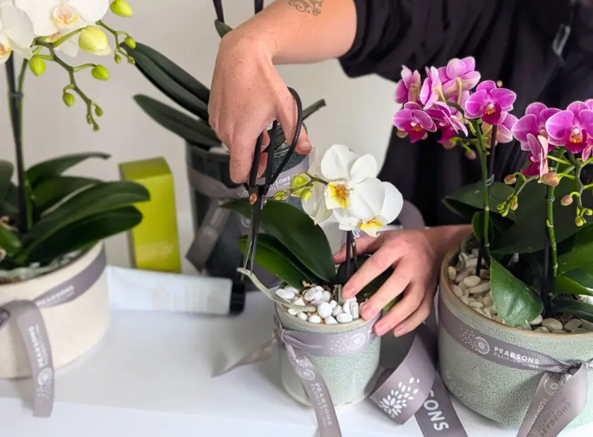 Phalaenopsis Orchids: The Perfect Gift for Every Occasion