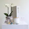 Serenity Orchid Hamper