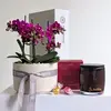 Honey Blossom Orchid Hamper