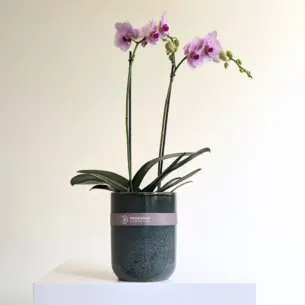 Pastel Phalaenopsis Orchid Plant