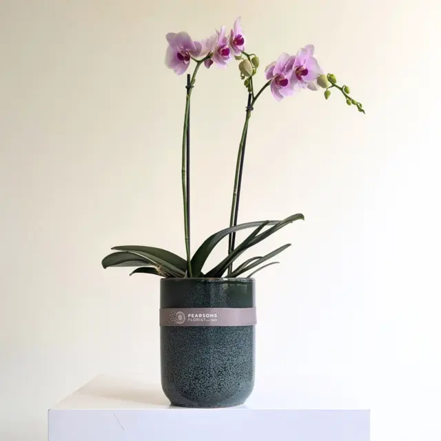 Pastel Phalaenopsis Orchid Plant