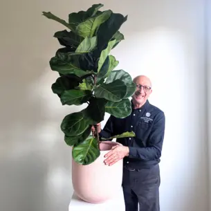 Large Fiddle-leaf Fig
