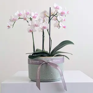 Orchid Bowl Pink