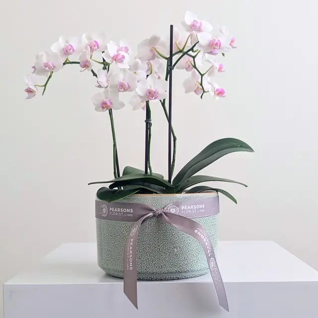 Orchid Bowl Pink