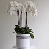 Luxe White Orchid Bowl