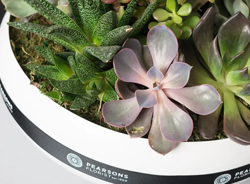 Green Gifts: How Plant Hampers Can Transform Your Home or Workspace