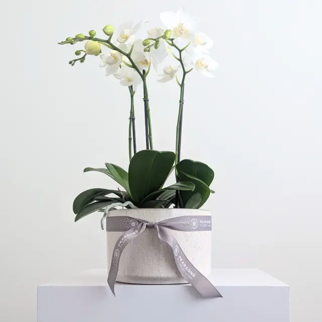 Orchid Bowl White