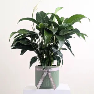Peace Lily