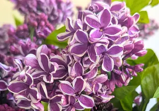 The Loveliness of Lilac: Perfect for Special Occasions
