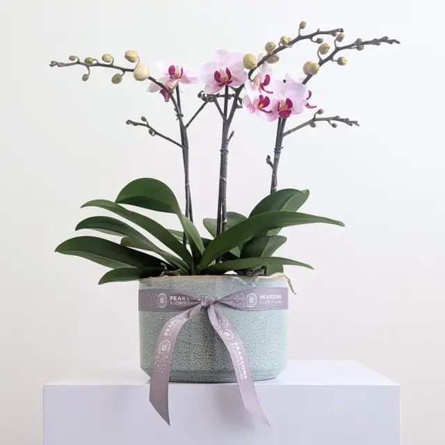 Orchid Bowl Pink