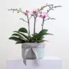 Orchid Bowl Pink