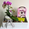Orchid Care Gift Hamper