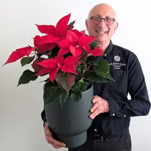 Festive Poinsettia Plant