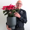 Festive Poinsettia Plant