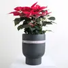 Festive Poinsettia Plant