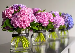 Hydrangeas: A Summer Symphony of Blooms