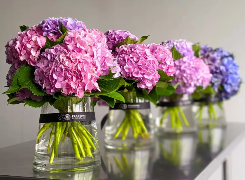 Hydrangeas: A Summer Symphony of Blooms