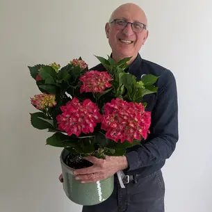 Hydrangea Plant