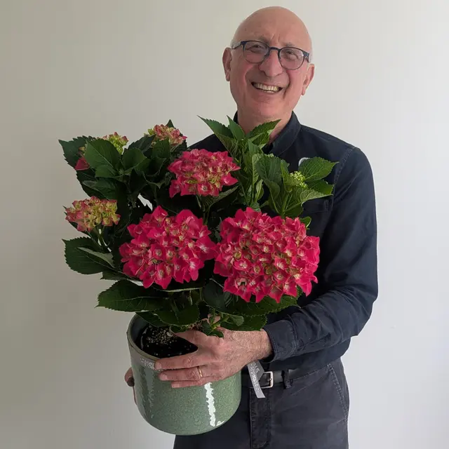 Hydrangea Plant