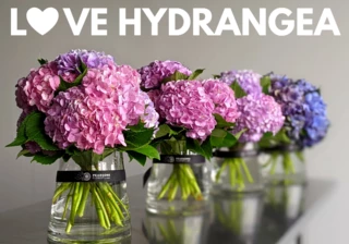 Vintage Sweethearts of Sydney Suburbia