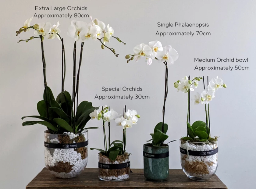 Phalaenopsis Orchid Care Tips - Pearsons Florist