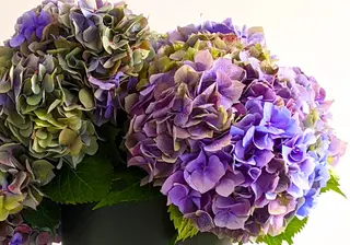 International Women's Day 2022