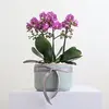 Orchid Bowl Pink