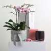 Garden of Love Hamper