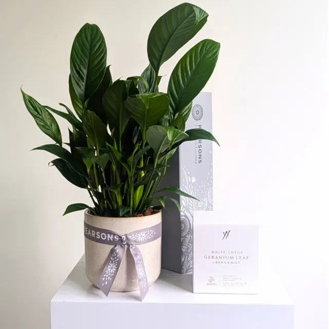 Tranquility Plant Hamper