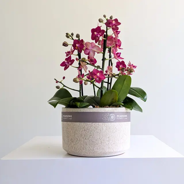 Orchid Bowl Red